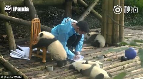 Hilarious Moment A Naughty Panda Cub Takes A Tumble As It Tries To