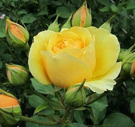Pin By Georgie Kelley On Beta Sigma Phi Yellow Roses Rose Beautiful