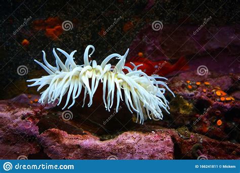 White Sea Anemone Pacific Ocean Stock Image Image Of Arms Current
