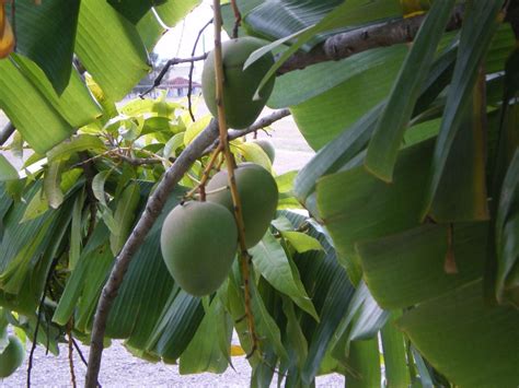 Mango Tree Not Producing: How To Get Mango Fruit | Mango tree, Mango fruit, Growing fruit