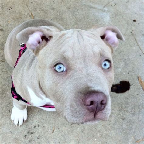 Pitbull Puppy With Amazing Sky Blue Eyes Pitbull Terrier Pitbull