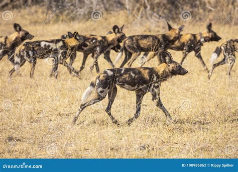 Wild African Dogs Hunting Stock Photo Image Of Africa 190986862