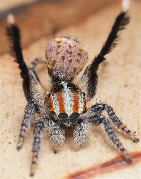 Seven New Species Of Peacock Spider Discovered In Australia
