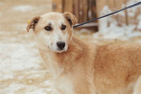 30 бездомных собак из Бурятии отправятся в Москву новости Бурятии и