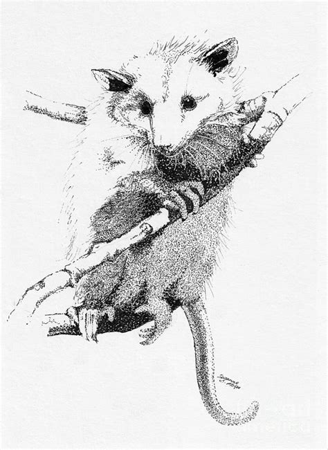 Possum Up A Tree Drawing By Suzanne Mckee Pixels
