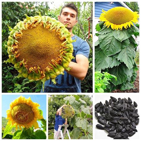 Tersedia ✓ gratis ongkir ✓ pengiriman sampai di hari yang sama. 27+ Bunga Matahari Giant - Gambar Bunga HD