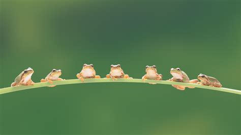 Tree Frogs Bing Wallpaper Download