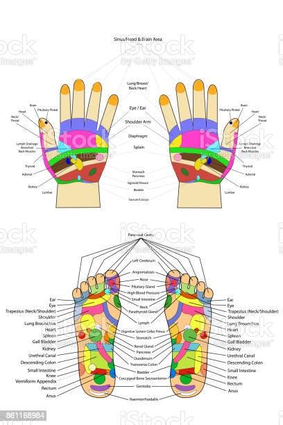 Penyembuhan Alternatif Tradisional Akupunktur Skema Kaki Dan Tangan