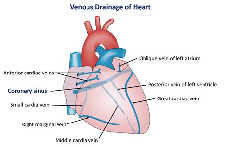 Venous Drainage Of Heart Anatomy Qa