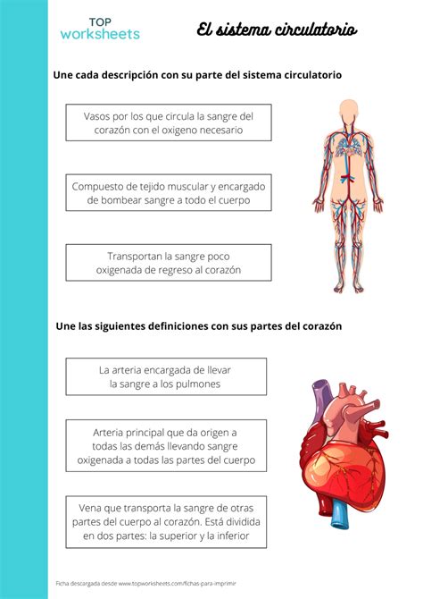 Ficha Para Imprimir El Sistema Circulatorio Y El Coraz N P Gina