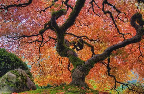 Japanese Maple Tree In Fall Photograph By David Gn Fine Art America