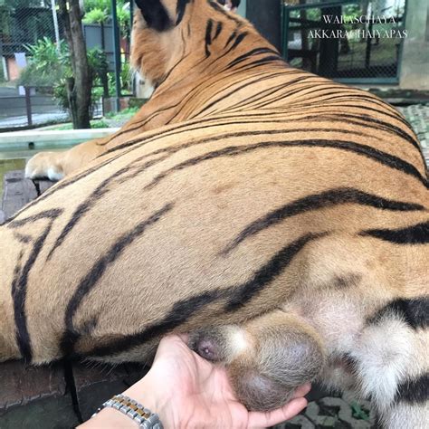 Social Media Condemns Tiger Balls Grabber