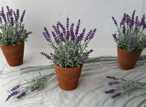 Carefully remove the lavender out of the ground with a fork (as a fork is less likely to cut through roots then a spade) and inspect the roots. lavender in terracotta pot - Google Search | Terracotta ...