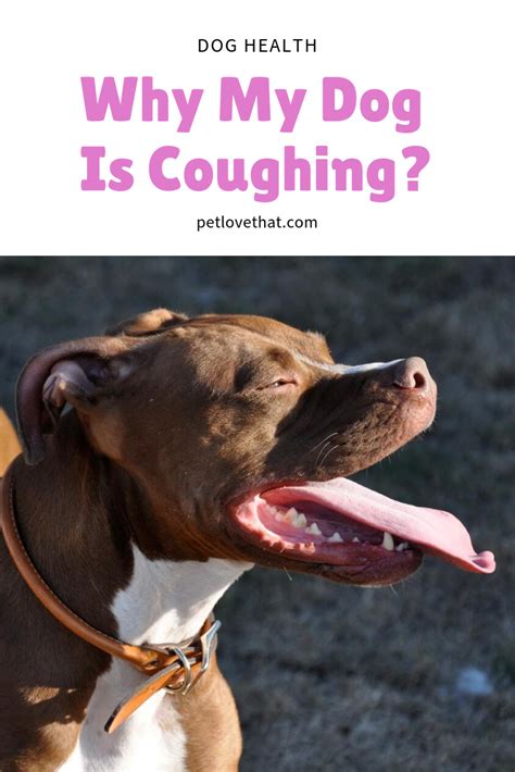 There are usually two main types, a thick 23.10.2015 · my cat was coughing/hacking, too, like he had a hairball but nothing was coming up. Why My Dog Is Coughing | Dog coughing, My dog is coughing ...