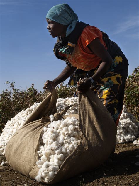 Picking Genetically Modified Cotton By Hand In Africa Chic African Culture