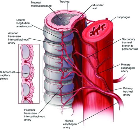 Relationship Between The Trachea And Esophagus Highlighting The