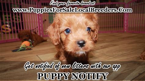 Contact vicki today for your dream cavapoo puppy, i am sure you will be glad you did~ have a great doggie day and come and visit us visit our available puppies page to see the baby pictures of our baby cavapoo's. RED CAVAPOO PUPPIES FOR SALE, GEORGIA LOCAL BREEDERS ...