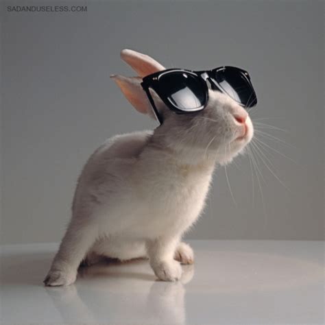 Bunnies Wearing Sunglasses 17 Pics