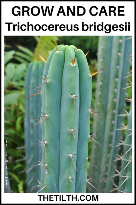 Learn How To Grow And Care For The Trichocereus Bridgesii ‘echinopsis