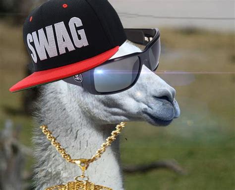 Llamas On Pinterest Swag Alpacas And Animation Swag Round