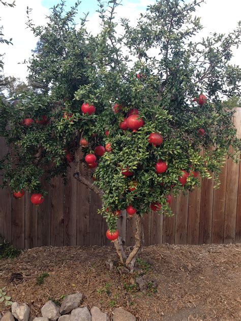 Our Small Pomegranate Tree Is Loaded With Big Fruit This Year