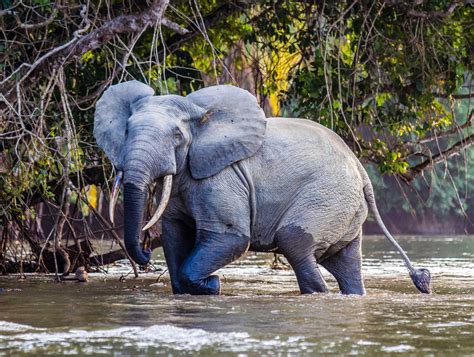 Forest Elephant | Essential Africa