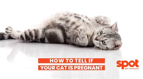 How To Tell If A Cat Is Pregnant Spot Pet Insurance