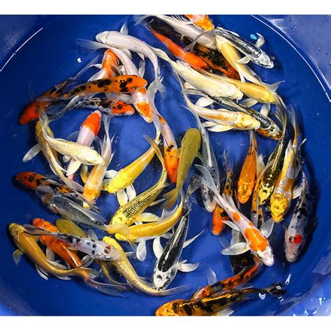 Premium Butterfly Koi 4 5 Blue Ridge Fish Hatchery