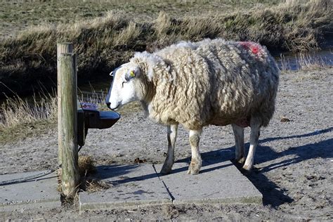Schafe Sheeps auf Lüttmoor 2022 Schaf an der Tränke Semi Silesian