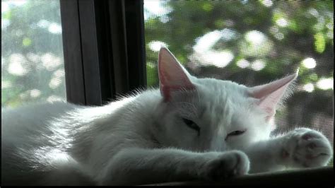 Sleeping Cat In Window Youtube