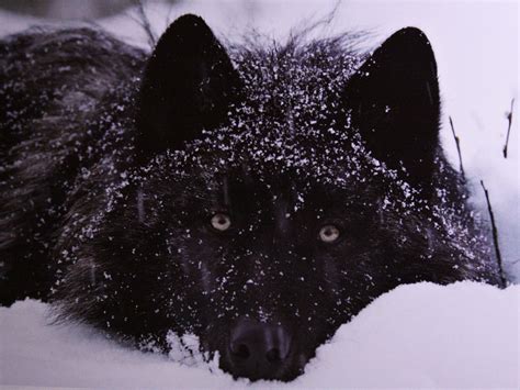 Download Snow Face Close Up Animal Wolf Hd Wallpaper