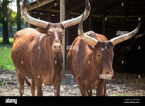 African Ankole Watusi Brown Cattle Stock Photo Alamy