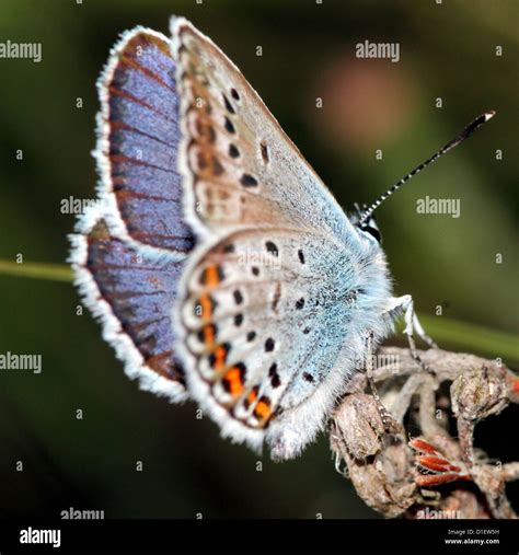 Male Silver Studded Blue Butterfly Plebejus Argus With Spread Wings