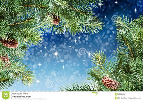 Branch of Christmas tree on white ... | Stock Photo ...
