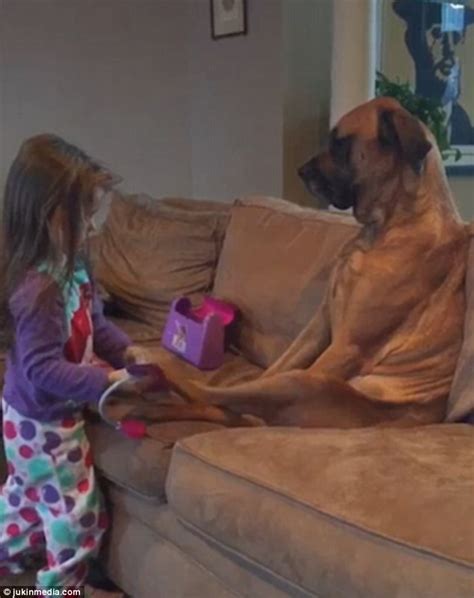 Facebook Video Shows Girl Giving Her Very Docile Great Dane A Check Up
