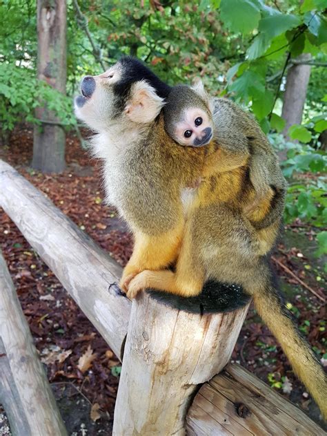 Met This Cute Baby Squirrel Monkey Raww