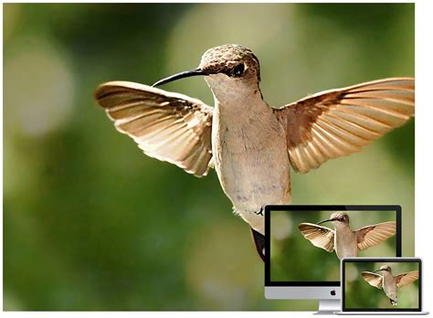 18 Beautiful Birds Desktop Wallpapers Laptrinhx