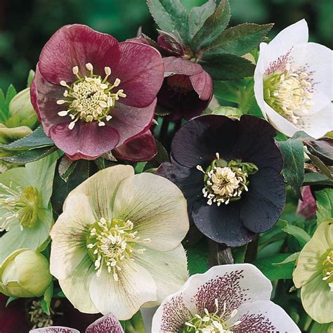 Flowering maple does not tolerate direct sun, but it thrives in dappled shade. Image result for Helleborus orientalis | Shade loving ...