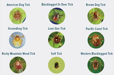 5 Easy Steps On How To Get Rid Of Ticks In Yard Diy Bug Lord In