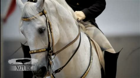 The World Famous Lipizzaner Stallions Legendary White Stallions And