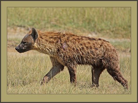Spotted Hyena Crocuta Crocuta These Animals Often Hunt L Flickr