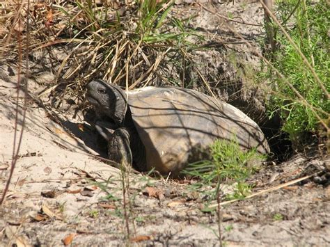 Year Of The Turtle 2020 The Gopher Tortoise Panhandle Outdoors