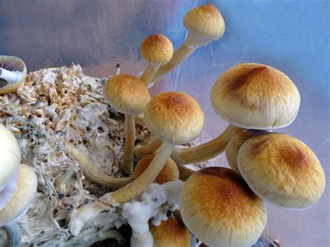 Magic Mushrooms And Their Position In Indigenous Canadian Culture
