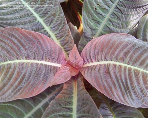 Plantfiles Pictures Taffeta Plant Hoffmannia Refulgens By Equilibrium