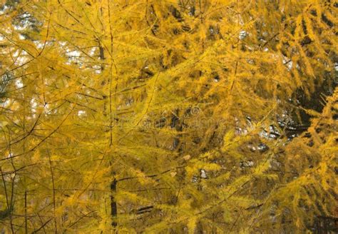Autumn Leaves Background Yellow Needles Of Larch Stock Photo Image
