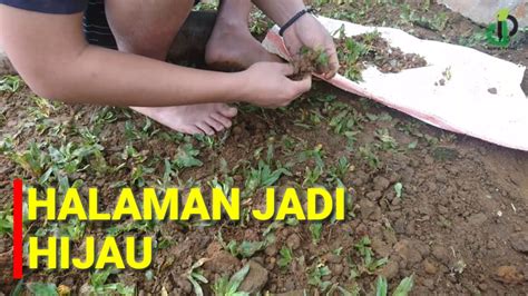 Makanya rumput dulunya hanya tanaman yang sembarangan saja… CARA MENANAM RUMPUT GAJAH MINI DI PEKARANGAN - YouTube