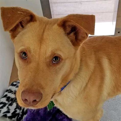 Prior to adopting a dog or cat from the nkla pet adoption center, adopters will need the knowledge and consent of their landlord. Dogs and Puppies for Adoption in San Diego | Puppy ...