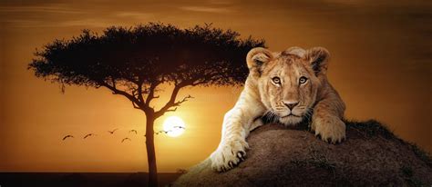 107 Sunset Scene African Safari Lion Stock Photos Free And Royalty Free