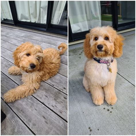 Before And After Her First Groom Rcavapoo