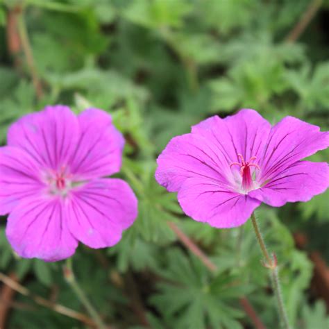 Geranium Sanguineum Tiny Monster Floricoltura Coccetti